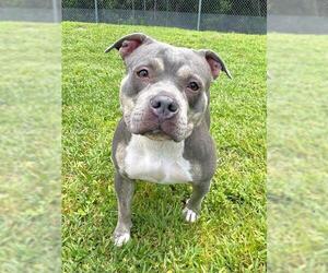 American Bulldog Dogs for adoption in Naples, FL, USA