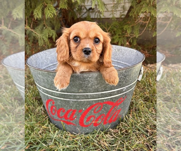 Medium Photo #3 Cavalier King Charles Spaniel Puppy For Sale in MIDDLEBURY, IN, USA