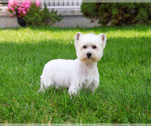 Mother of the West Highland White Terrier puppies born on 05/11/2026