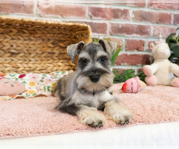 Medium Photo #4 Schnauzer (Miniature) Puppy For Sale in SYRACUSE, IN, USA