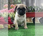 Small #1 Pug