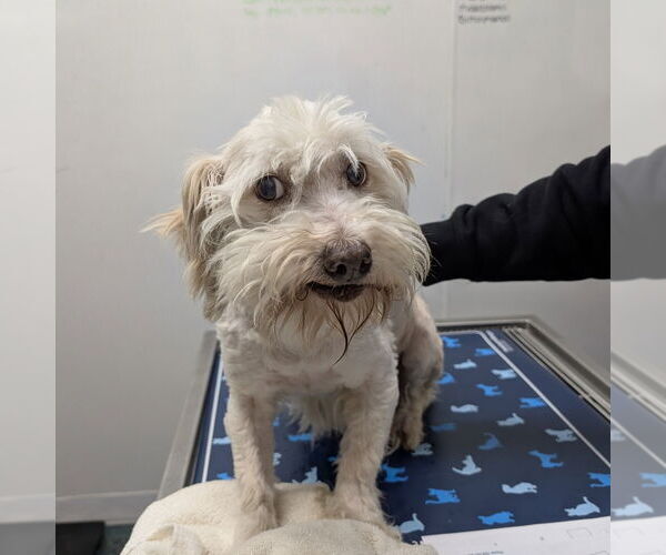 Medium Photo #1 Maltese-Unknown Mix Puppy For Sale in Chico, CA, USA