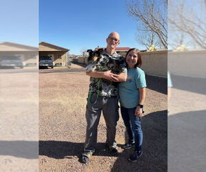 Mutt Dogs for adoption in Pueblo West, CO, USA