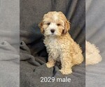 Small Photo #4 Cockapoo Puppy For Sale in CLARE, IL, USA