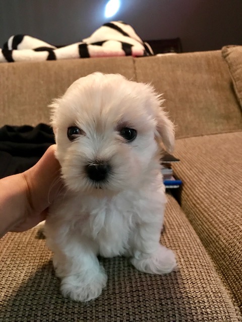 Medium Photo #1 Maltese Puppy For Sale in MUSCATINE, IA, USA