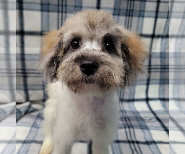 Medium Photo #5 Mutt Puppy For Sale in Lincolnwood, IL, USA