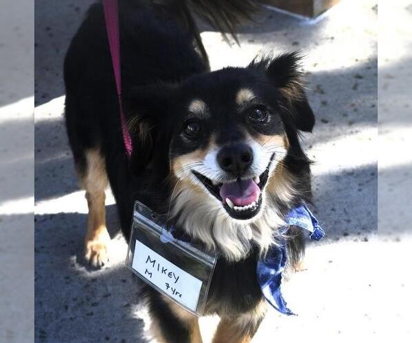 Medium Photo #1 Dachshund-Unknown Mix Puppy For Sale in San Diego, CA, USA
