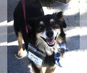 Dachshund-Unknown Mix Dogs for adoption in San Diego, CA, USA