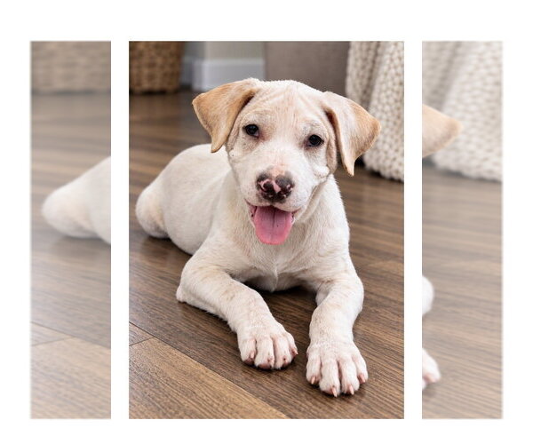 Medium Photo #1 Labrador Retriever-Unknown Mix Puppy For Sale in Mooresville, NC, USA