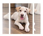 Journey - Male Labrador Retriever-Unknown Mix Dog for Adoption - Small photo