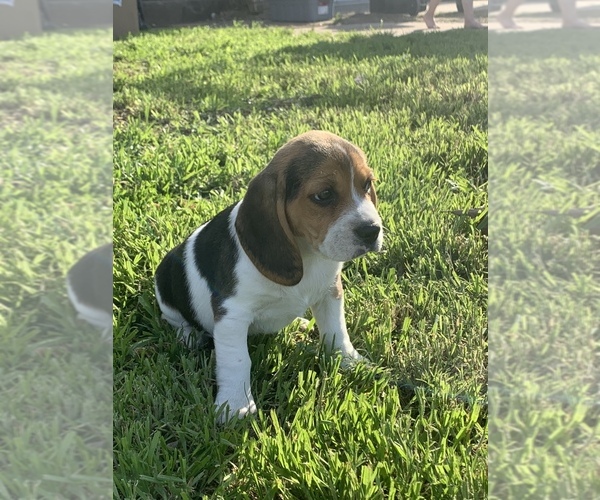 Medium Photo #1 Beagle Puppy For Sale in QUANAH, TX, USA