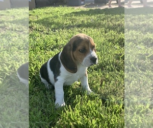 Beagle Puppy for sale in QUANAH, TX, USA