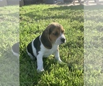 Small Photo #1 Beagle Puppy For Sale in QUANAH, TX, USA