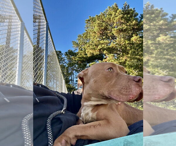 Medium Photo #3 Mutt Puppy For Sale in Glen Allen, VA, USA