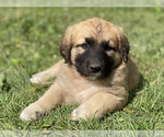 Small Photo #1 Anatolian Shepherd-Saint Bernard Mix Puppy For Sale in PUTNAM STATION, NY, USA