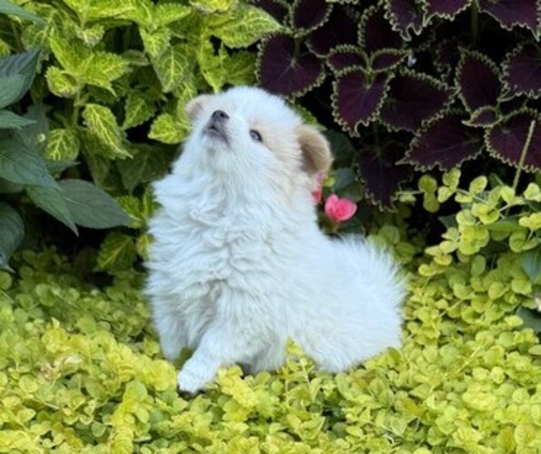 Medium Photo #2 Pomeranian Puppy For Sale in CURTISS, WI, USA