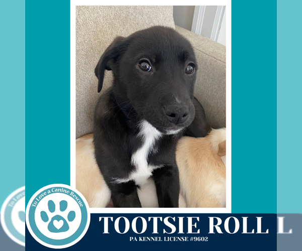 Medium Photo #8 Border Collie-Unknown Mix Puppy For Sale in Kimberton, PA, USA