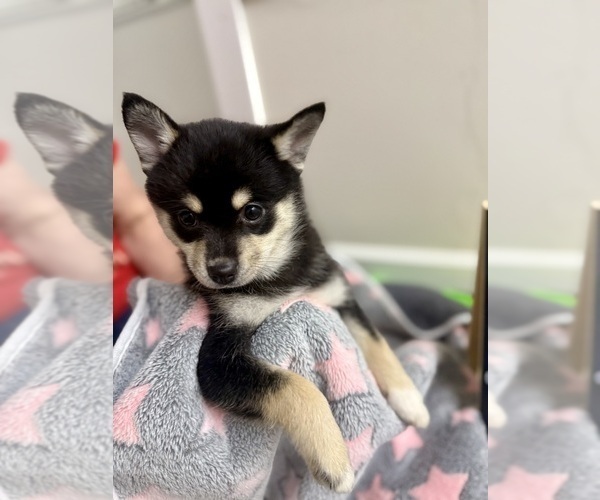 Medium Photo #2 Pomsky-Shiba Inu Mix Puppy For Sale in NASHUA, NH, USA
