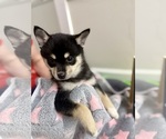 Small #1 Pomsky-Shiba Inu Mix