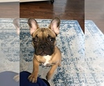 Small Photo #1 French Bulldog Puppy For Sale in TULLAHOMA, TN, USA