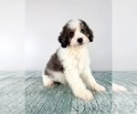 Small #3 Bernedoodle (Miniature)