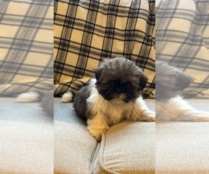 Shih Tzu Puppy for sale in ELDERWOOD, CA, USA