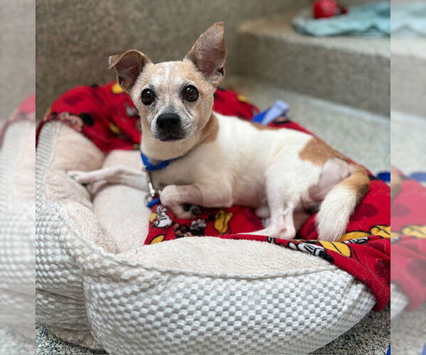 Medium Photo #1 Chihuahua-Unknown Mix Puppy For Sale in Boston, MA, USA