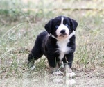 Small Photo #1 Miniature Australian Shepherd Puppy For Sale in MONTGOMERY, TX, USA