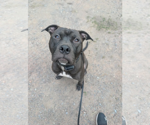 Medium Photo #6 American Pit Bull Terrier-Unknown Mix Puppy For Sale in Duluth, MN, USA