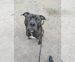 Small #5 American Pit Bull Terrier Mix