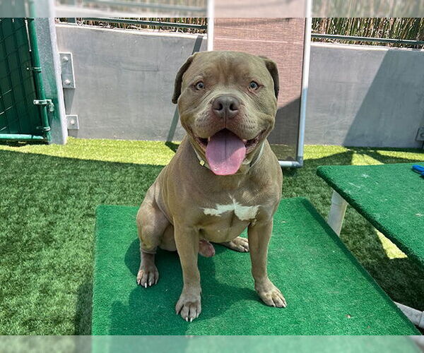 Medium Photo #2 American Pit Bull Terrier Puppy For Sale in Pasadena, CA, USA