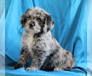 Miniature Labradoodle Puppy for sale in FREDERICKSBG, OH, USA