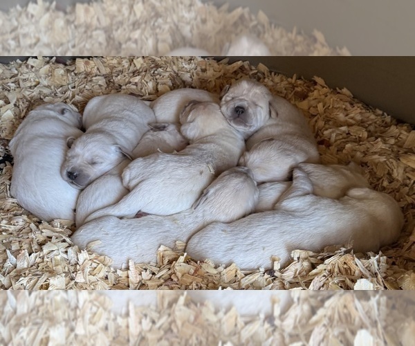 Medium Photo #2 Labrador Retriever Puppy For Sale in ALL HEALING SPRINGS, NC, USA