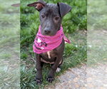 Small #1 American Pit Bull Terrier-American Staffordshire Terrier Mix