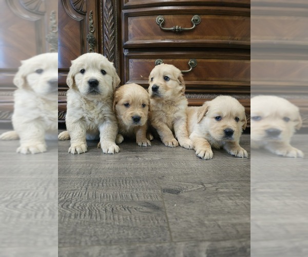 Medium Photo #8 English Cream Golden Retriever Puppy For Sale in ELVERTA, CA, USA