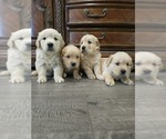 Small #7 English Cream Golden Retriever