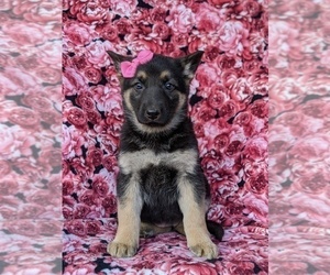 German Shepherd Dog Puppy for sale in GLEN ROCK, PA, USA