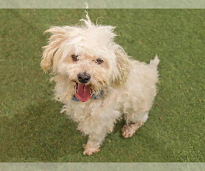 Poodle (Miniature) Dogs for adoption in Ojai, CA, USA