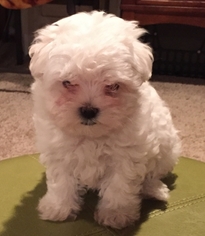 Maltipoo Puppy for sale in waynesville, NC, USA