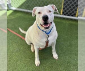 Mutt Dogs for adoption in Camarillo, CA, USA