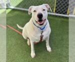 SHIRO - Female Mutt Dog for Adoption - Small photo