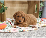 Small #5 Poodle (Miniature)