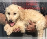 Small Photo #3 Goldendoodle Puppy For Sale in CLINTON, MO, USA