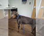 Small #1 Doberman Pinscher