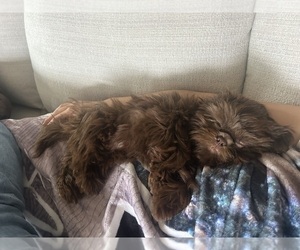 Father of the Shih Tzu puppies born on 09/17/2025