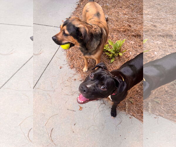 Medium Photo #3 Bullboxer Pit Puppy For Sale in Thomasville, NC, USA