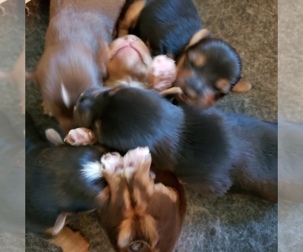 Medium Photo #2 Yoranian-Yorkshire Terrier Mix Puppy For Sale in HUDDLESTON, VA, USA