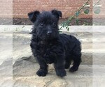 Small Poodle (Miniature) Mix