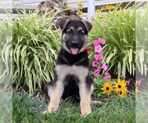 German Shepherd Dog Puppy for sale in STEWARTSTOWN, PA, USA