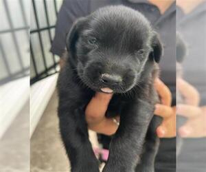Labrador Retriever-Unknown Mix Dogs for adoption in Houston, TX, USA